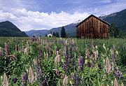 Canada, british columbia, pemberton, pemberton valley, valley, valleys, barn, barns, lupin, lupins, lupinus, flower, flowers, RW59,