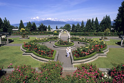 Canada, british columbia, vancouver, garden, gardens, university, universities, university of British columbia, rose, roses, rosa, rose garden, rose gardens, RW59,