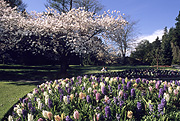 Canada, british columbia, vancouver, stanley, stanley park, blossom, spring, hyacinth, hyacinths, RW59,
