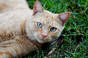 Animal, animals, lawn, lawns, felis, felis catus, feline, felines, mammal, mammals, placental mammal, placental mammals, cat, cats, carnivore, carnivores, carnivora, felidae, pet, pets, domestic animal, domestic animals, domestic cat, domestic cats.