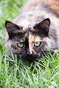 Animal, animals, felis, felis catus, feline, felines, mammal, mammals, placental mammal, placental mammals, cat, cats, carnivore, carnivores, carnivora, felidae, pet, pets, domestic animal, domestic animals, domestic cat, domestic cats.
