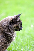 Animal, animals, felis, felis catus, feline, felines, mammal, mammals, placental mammal, placental mammals, cat, cats, carnivore, carnivores, carnivora, felidae, pet, pets, domestic animal, domestic animals, domestic cat, domestic cats.