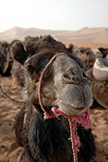 Morocco, Animal, Animals, Camel, Camels, camelidae, hoofed mammal, hoofed mammals, camelidae, hoofed mammal, hoofed mammals, desert, deserts, desert scenes, BS65,