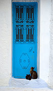 Morocco, chefchaouen, house, houses, housing, door, doors, doorway, doorways, blue, rif, rif mountains, architecture, cat, cats, pet, pets, BS65,
