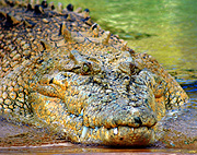 Animal, Animals, reptile, reptiles, Australian reptile, Australian reptiles, crocodile, crocodiles, saltwater crocodile, saltwater crocodiles, BS65,