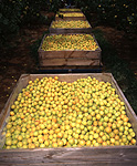 Agriculture, apricot, apricots, crate, crates, box, boxes, Victoria, Vic, Kyabram, orchard, orchards, stonefruit, stonefruits, australia.