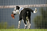 Animal, animals, dog, dogs, domestic, domestic dog, domestic dogs, bone, bones, food.