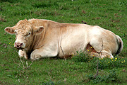 Australia, Farming, Farmland, farm, farms, Agriculture, animal, animals, cattle, meat industry, meat trade, livestock, bull, bulls, bos, taurus, bos taurus, nose ring, nose rings, nose-ring, nose-rings.