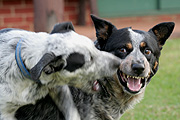 Animal, Animals, Australia, dog, dogs, domestic, domestic dog, domestic dogs, cattle dog, cattle dogs, cattle, aggressive, angry, fight, fights, fighting, dogs fighting.