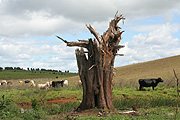 Australia, tree, trees, animal, animals, cow, cows, cattle, rural, rural scene, rural scenes, new South Wales.