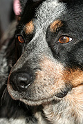 Animal, Animals, Australia, dog, dogs, domestic, domestic dog, domestic dogs, cattle dog, cattle dogs, cattle.