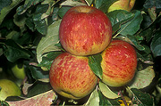 Disease, diseases, plant disease, Plant diseases, mildew, mildews, powdery mildew, powdery mildews, russet, russetting, podosphaera, leucotricha, podosphaera leucotricha, apple, apples, malus.
