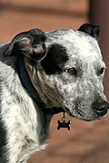 Animal, Animals, Australia, dog, dogs, domestic, domestic dog, domestic dogs, cattle dog, cattle dogs, cattle, tag, tags, tagged, dog tag, dog tags, identification, E64,