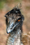 Australia, Australian, Animal, Animals, Bird, Birds, Emu, Emus, flightless, flightless bird, flightless birds, dromaius, dromaius novaehollandiae, BS65,
