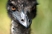 Australia, Australian, Animal, Animals, Bird, Birds, Emu, Emus, flightless, flightless bird, flightless birds, dromaius, dromaius novaehollandiae, BS65,
