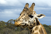 Animal, animals, giraffe, giraffes, reticulated, reticulated giraffe, reticulated giraffes, giraffa camelopardolis, mammal, mammals, mammalia, artiodactyla, gifaffidae, giraffinae, camelopardis, reticulata, camelopardis reticulata, herbivore, herbivores, herbivorous, BS65,