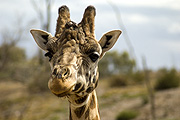 Animal, animals, giraffe, giraffes, reticulated, reticulated giraffe, reticulated giraffes, giraffa camelopardolis, mammal, mammals, mammalia, artiodactyla, gifaffidae, giraffinae, camelopardis, reticulata, camelopardis reticulata, herbivore, herbivores, herbivorous, BS65,