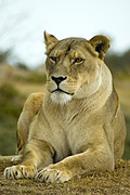 Animal, animals, wildlife, African, Cat, Cats, Big Cat, Big Cats, Lion, Lions, Lioness, Lionesses, Pantheris, Leo, Leo Pantheris, BS65,