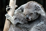 Australia, Australian, animal, Animals, Mammal, Mammals, Marsupial, Marsupials, Australian animal, Australian animals, koala, koala bear, koala bears, Koalas, Phascolartos, Phascolartos cinereus, BS65,