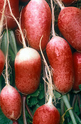 Vegetable, vegetables, Cruciferae, Raphanus, Raphanus sativus, Radish, Radishes, French Breakfast, french breakfast radishes.