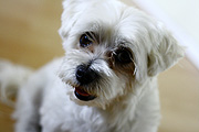 Animal, animals, dog, dogs, pet, pets, domestic dog, domestic dogs, maltese terrier, maltese terriers, terrier, terriers.