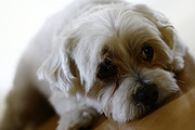 Animal, animals, dog, dogs, pet, pets, domestic dog, domestic dogs, maltese terrier, maltese terriers, terrier, terriers.