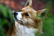 Animal, animals, dog, dogs, pet, pets, domestic dog, domestic dogs, corgi, corgis.