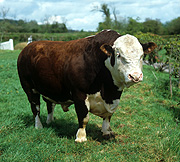 Australia, Farming, Farmland, farm, farms, Agriculture, animal, animals, cattle, meat industry, meat trade, livestock, bull, bulls, bos, taurus, bos taurus, nose ring, nose rings, nose-ring, nose-rings.