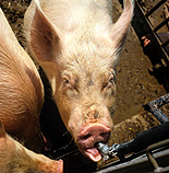 Agriculture, livestock, pig, animal, animals, pigs, meat industry, meat trade, pen, pens, sow, sows, sty, stys, pigsty, pigstys, pig sty, pig stys, drink, drinks, drinking, feeder, feeders.