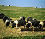 Agriculture, livestock, pig, animal, animals, pigs, meat industry, meat trade, saddleback, saddlebacks, british saddleback, british saddlebacks, sty, stys, pigsty, pigstys, pig sty, pig stys, drink, drinks, drinking, feeder, feeders.