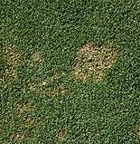 Disease, diseases, mould, snow, snow mould, gerlachie, nivale, gerlachie nivale, golf, golf course, golf courses.
