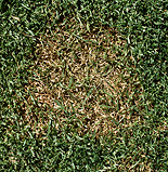 Disease, diseases, mould, snow, snow mould, gerlachie, nivale, gerlachie nivale, golf, golf course, golf courses.