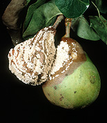 Food, fruit, pear, pears, pear tree, pear trees, fruit tree, fruit trees, disease, diseases, brown, rot, brown rot, sclertinia, fructigena, sclertinia fructigena.