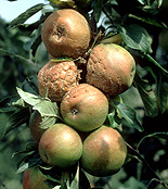 Food, fruit, apple, apples, apple tree, apple trees, fruit tree, fruit trees, disease, diseases, brown, rot, brown rot, sclertinia, fructigena, sclertinia fructigena.