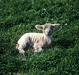 Animal, animals, sheep, meat industry, meat trade, livestock, agriculture, wool, lamb, lambs.