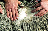 Animal, animals, sheep, meat industry, meat trade, livestock, agriculture, wool.