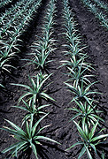 ROWS OF YOUNG PINEAPPLE CROP