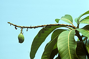 Fruit, Mangifera, disease, diseases, Mangifera indica, Mango, mangos, mangoes, tree, trees, fruit tree, fruit trees, Agriculture, blight, blossom blight, anthracnose, colletrotrichum, gloeosperoides, colletotrichum gloeosperoides.