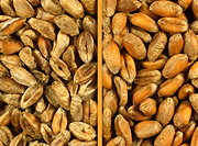Farming, Farmland, farm, farms, Agriculture, rural, rural scene, rural scenes, crop, crops, wheat, wheat crop, wheat crops, seedling, seedlings, grain, grains, wheat grain, wheat grains.