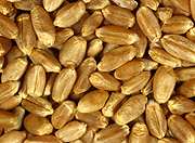 Farming, Farmland, farm, farms, Agriculture, rural, rural scene, rural scenes, crop, crops, wheat, wheat crop, wheat crops, seedling, seedlings, grain, grains, wheat grain, wheat grains.