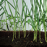 Farming, Farmland, farm, farms, Agriculture, rural, rural scene, rural scenes, crop, crops, wheat, wheat crop, wheat crops, seedling, seedlings.
