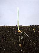 Farming, Farmland, farm, farms, Agriculture, rural, rural scene, rural scenes, crop, crops, wheat, wheat crop, wheat crops, seedling, seedlings.