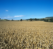 Farming, Farmland, farm, farms, Agriculture, rural, rural scene, rural scenes, crop, crops, wheat, wheat crop, wheat crops.