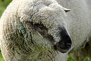Animal, animals, sheep, meat industry, meat trade, livestock, agriculture, ram, rams, charollais.