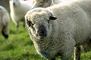 Animal, animals, sheep, meat industry, meat trade, livestock, agriculture, ram, rams, charollais.