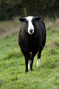 Animal, animals, sheep, meat industry, meat trade, livestock, agriculture, ram, zwartble, rams.