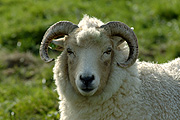 Animal, animals, sheep, meat industry, meat trade, livestock, agriculture, ewe, ewes, portland, portland sheep.
