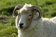 Animal, animals, sheep, meat industry, meat trade, livestock, agriculture, ewe, ewes, portland, portland sheep.