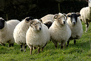 Animal, animals, sheep, meat industry, meat trade, livestock, agriculture, wool, portland, portland sheep.