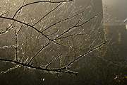 Spider, spiders, arachnid, arachnids, web, webs, spider web, spider webs, gossamer, money, money spider, money spiders, tree, trees, dew.